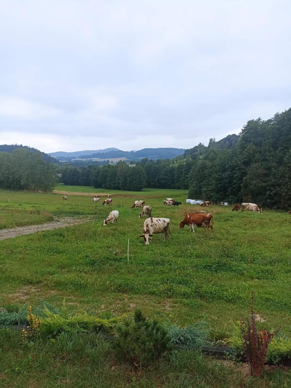 Maraska Holiday House Kamienna Gora Εξωτερικό φωτογραφία